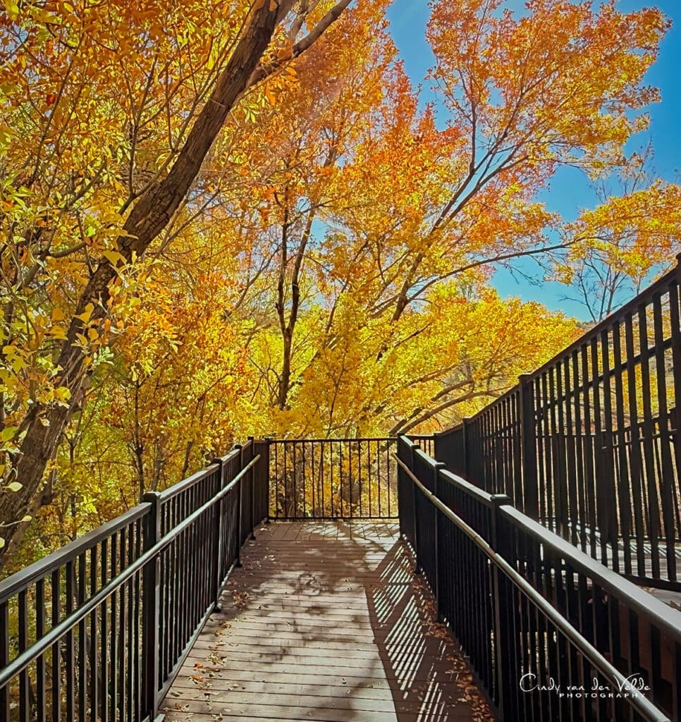 Red Rock Calico Basin Fall Color